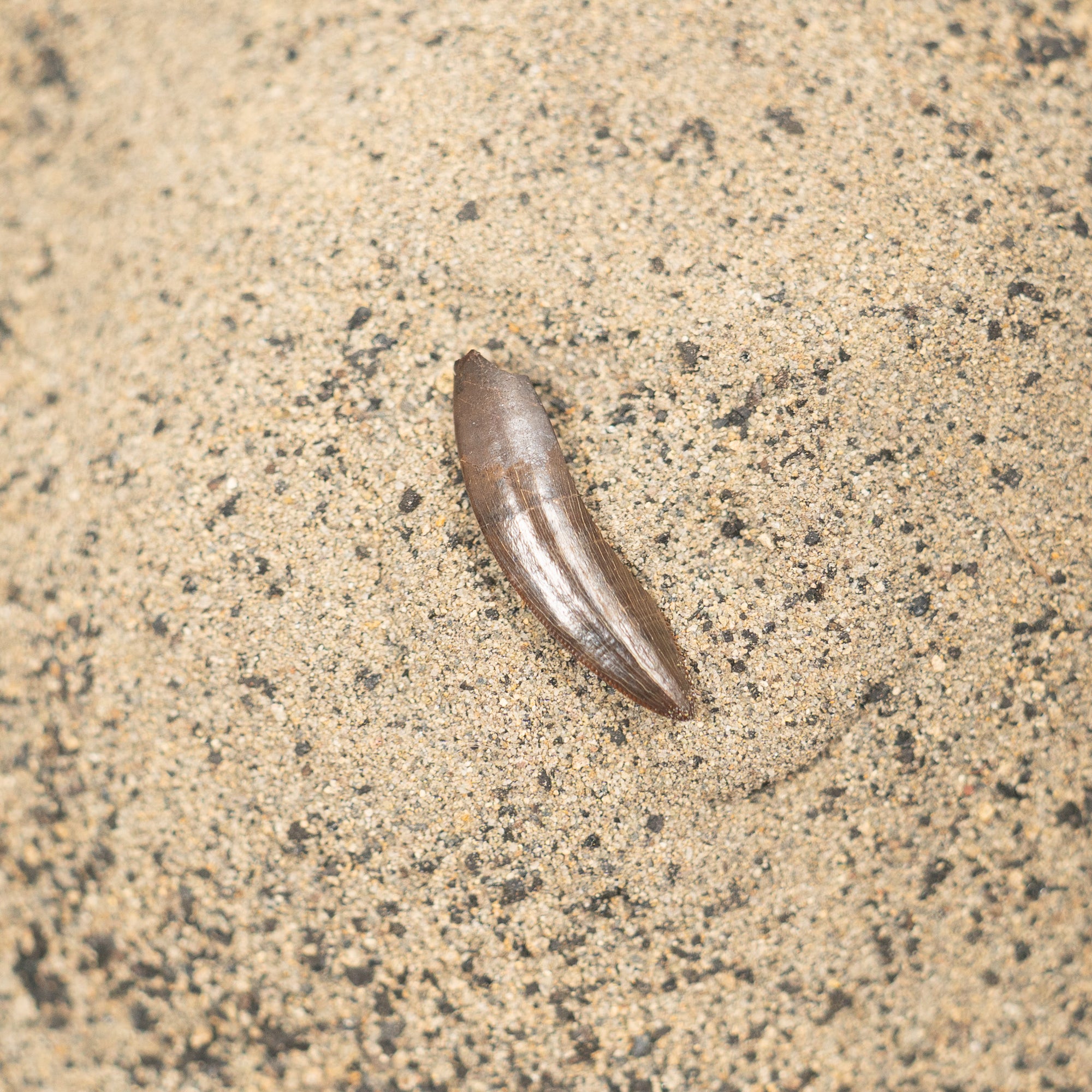 Nanotyrannus Tooth, 23 mm long - Cretaceous Period - 68 to 66 MYA - Montana, USA