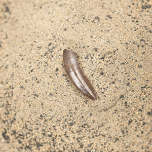 Nanotyrannus Tooth, 23 mm long - Cretaceous Period - 68 to 66 MYA - Montana, USA