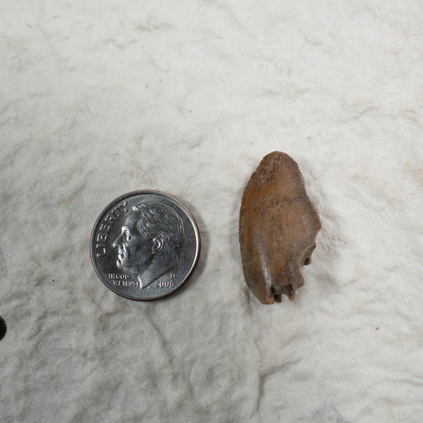 Majungasaurus Tooth 24mm - Cretaceous Period - 70 to 66 MYA - Madagascar