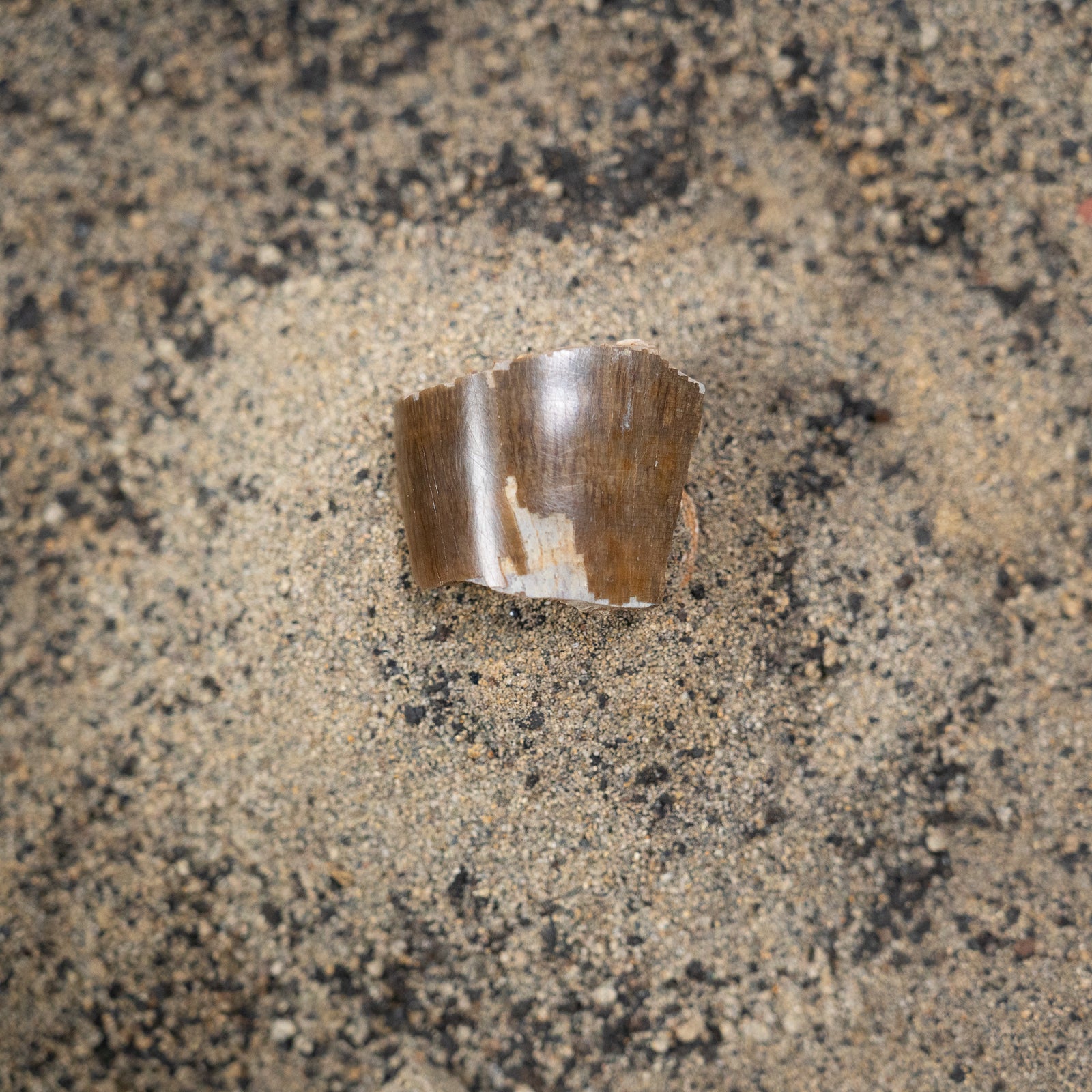 Tyrannosaurus Rex Tooth Fragment - Cretaceous Period - 68 to 66 MYA - Montana, USA