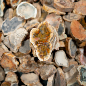 Petrified Wood Slab in Display - Triassic Period - 252 to 201 MYA - Madagascar