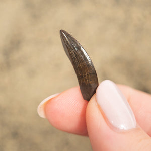 Nanotyrannus Tooth, 23 mm long - Cretaceous Period - 68 to 66 MYA - Montana, USA