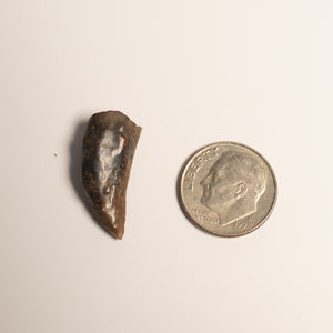 Nanotyrannus Tooth, 20 mm long - Cretaceous Period - 68 to 66 MYA - Montana, USA