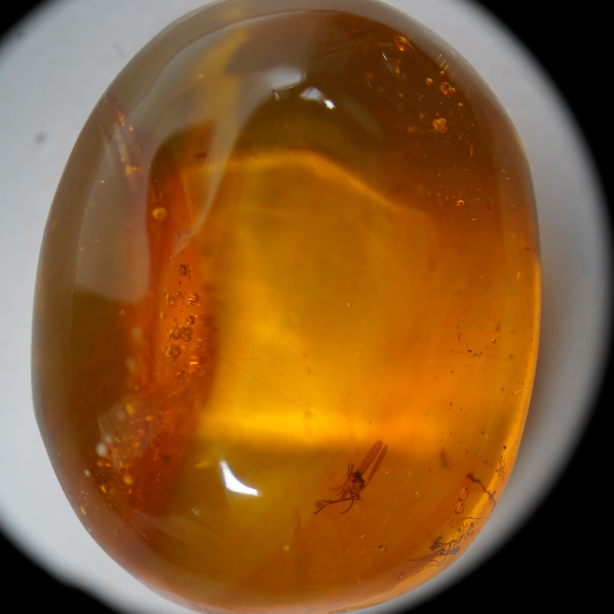 Mosquito in Dominican Amber -  Miocene Epoch - 15 to 20  MYA - Dominican Republic