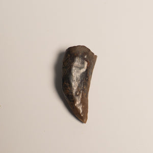 Nanotyrannus Tooth, 20 mm long - Cretaceous Period - 68 to 66 MYA - Montana, USA