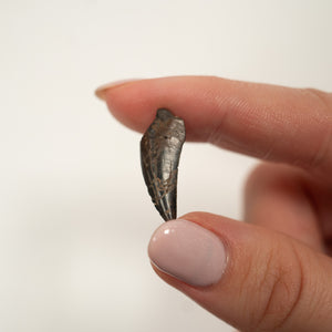 Nanotyrannus Tooth, 24 mm long - Cretaceous Period - 68 to 66 MYA - Montana, USA