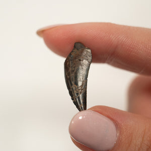 Nanotyrannus Tooth, 24 mm long - Cretaceous Period - 68 to 66 MYA - Montana, USA