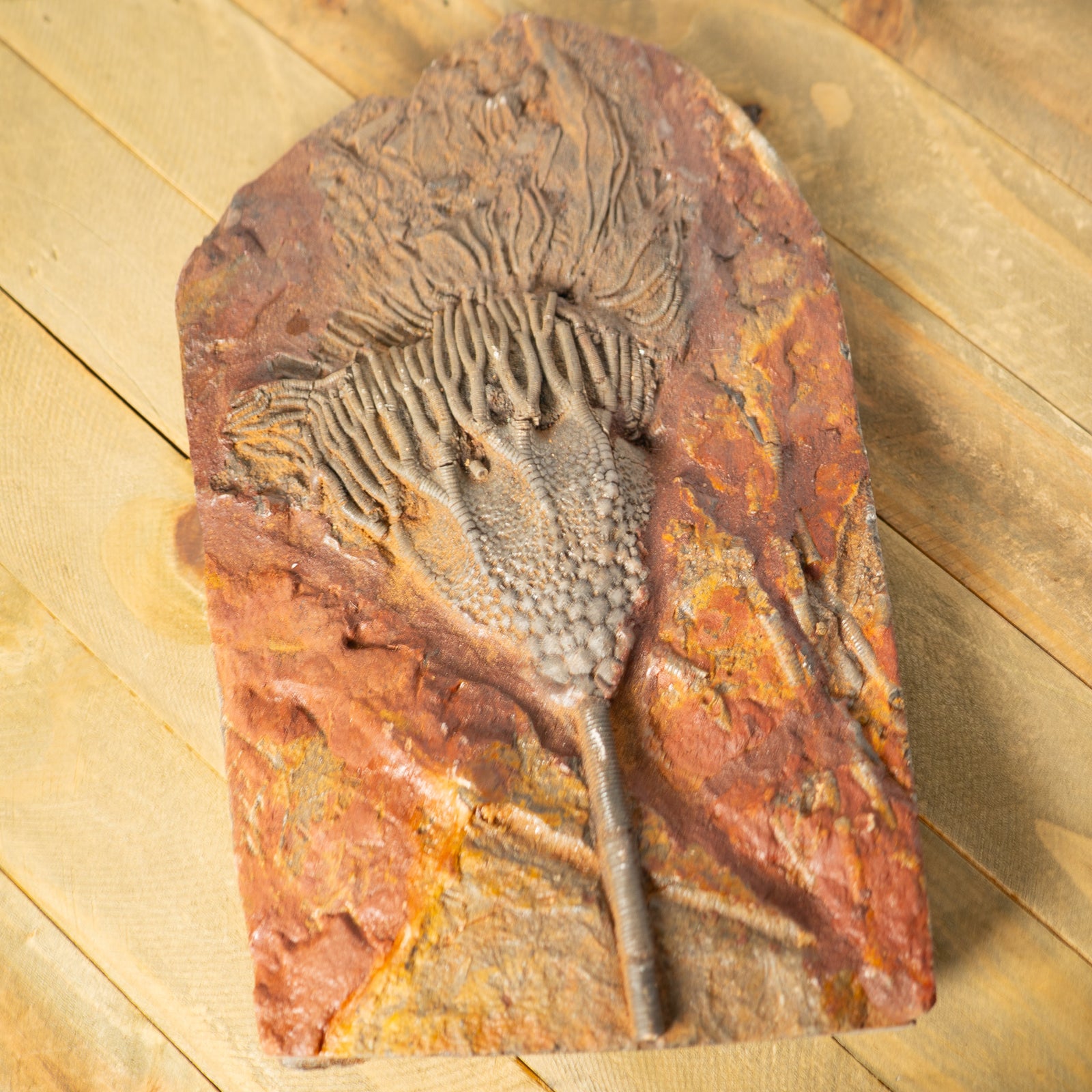 Fossil Crinoid Plate (Scyphocrinites), 10 inches - Silurian Period - 423 to 419.2 MYA - Morocco