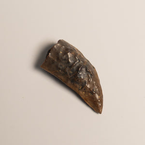 Nanotyrannus Tooth, 20 mm long - Cretaceous Period - 68 to 66 MYA - Montana, USA