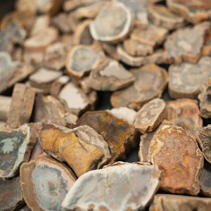 Petrified Wood Slab in Display - Triassic Period - 252 to 201 MYA - Madagascar