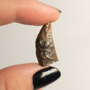 Nanotyrannus Tooth, 20 mm long - Cretaceous Period - 68 to 66 MYA - Montana, USA