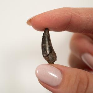 Nanotyrannus Tooth, 24 mm long - Cretaceous Period - 68 to 66 MYA - Montana, USA