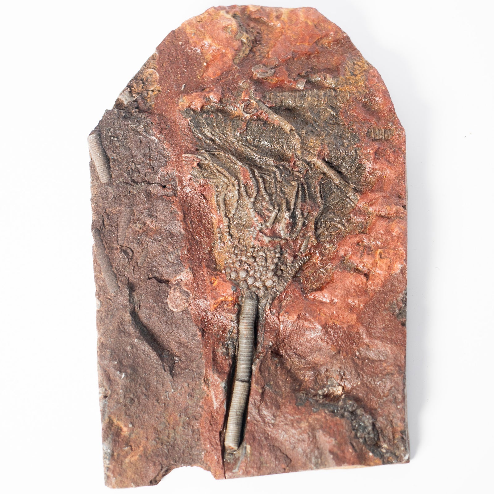 Fossil Crinoid Plate (Scyphocrinites), 6.5 inches - Silurian Period - 423 to 419.2 MYA - Morocco