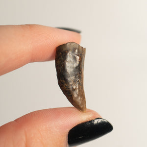 Nanotyrannus Tooth, 20 mm long - Cretaceous Period - 68 to 66 MYA - Montana, USA