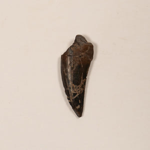 Nanotyrannus Tooth, 24 mm long - Cretaceous Period - 68 to 66 MYA - Montana, USA