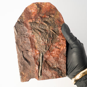 Fossil Crinoid Plate (Scyphocrinites), 6.5 inches - Silurian Period - 423 to 419.2 MYA - Morocco