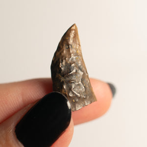 Nanotyrannus Tooth, 20 mm long - Cretaceous Period - 68 to 66 MYA - Montana, USA