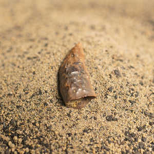 Nanotyrannus Tooth, 20 mm long - Cretaceous Period - 68 to 66 MYA - Montana, USA