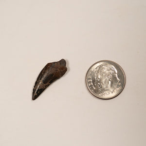 Nanotyrannus Tooth, 24 mm long - Cretaceous Period - 68 to 66 MYA - Montana, USA