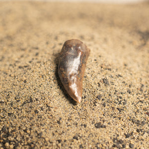 Nanotyrannus Tooth, 20 mm long - Cretaceous Period - 68 to 66 MYA - Montana, USA