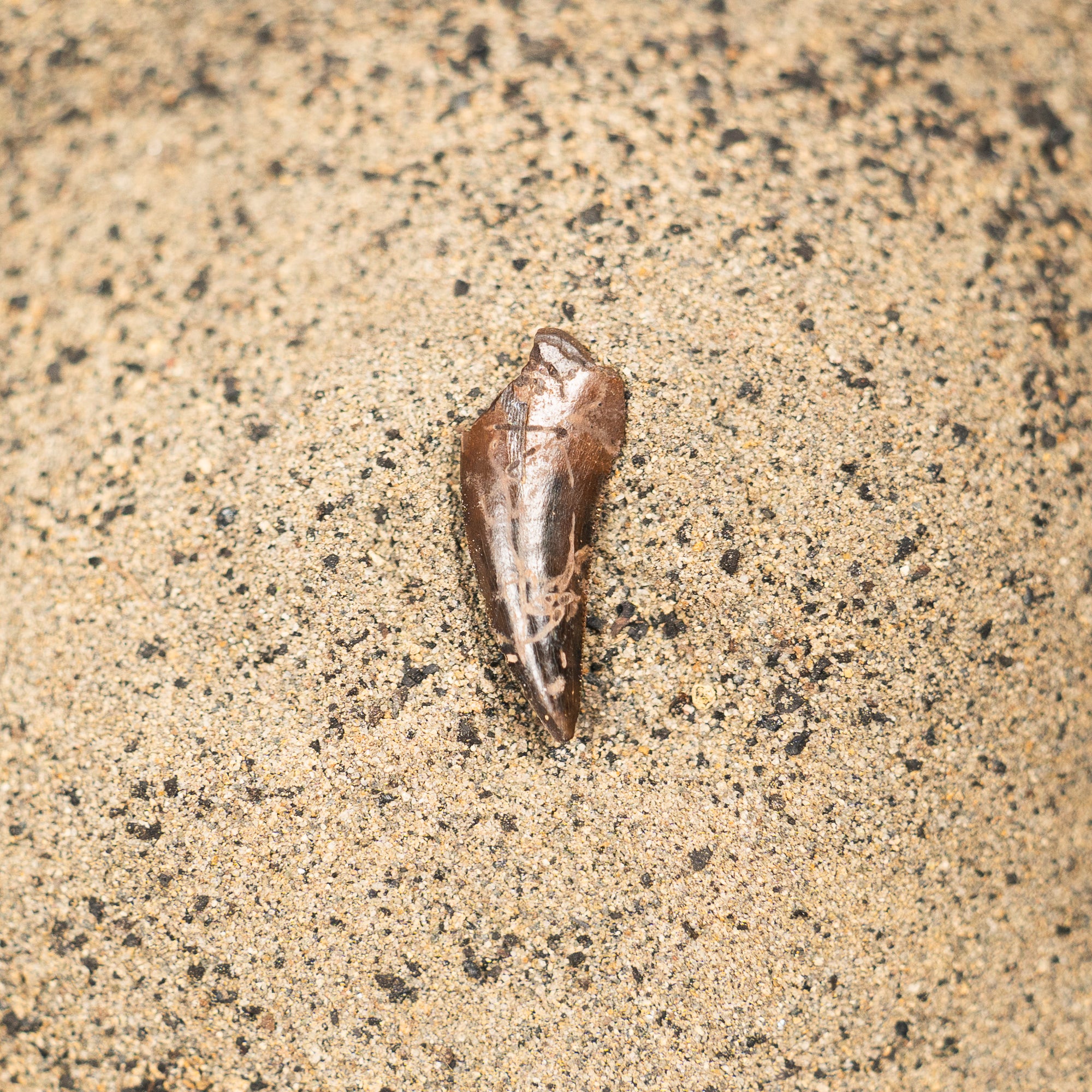 Nanotyrannus Tooth, 24 mm long - Cretaceous Period - 68 to 66 MYA - Montana, USA