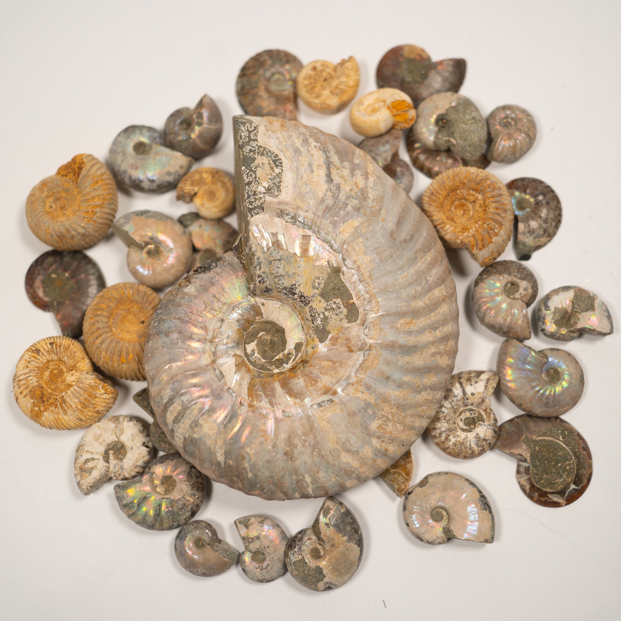 Large Iridescent Ammonite, 10 cm - Cretaceous Period - 100 MYA - Madagascar