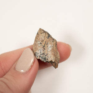 Tyrannosaur Tooth, 23 mm long - Cretaceous Period - 79 to 74 MYA - Hill County Montana, USA