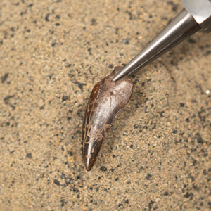 Nanotyrannus Tooth, 24 mm long - Cretaceous Period - 68 to 66 MYA - Montana, USA