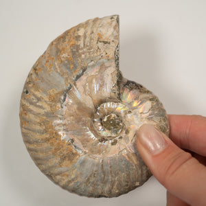 Large Iridescent Ammonite, 10 cm - Cretaceous Period - 100 MYA - Madagascar