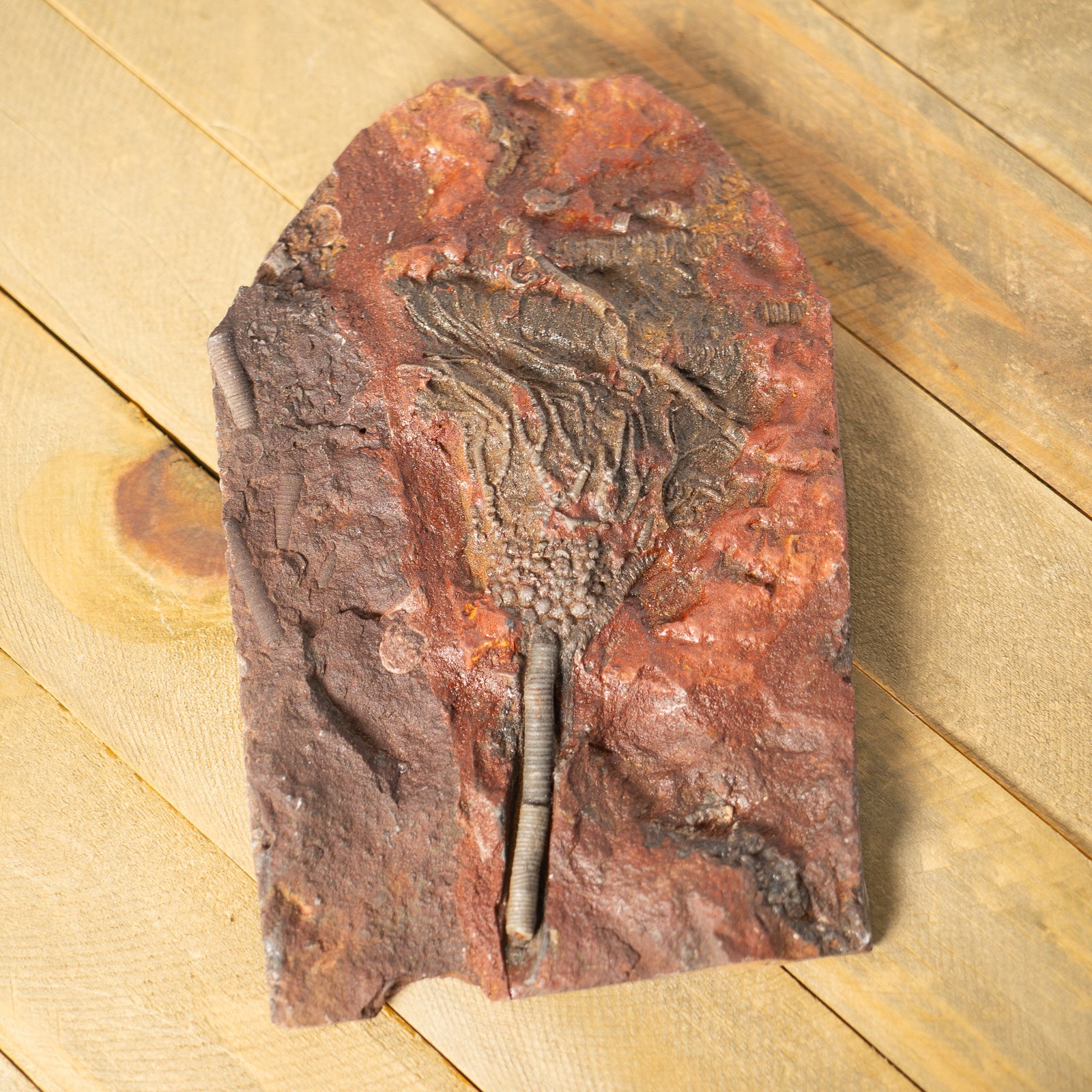 Fossil Crinoid Plate (Scyphocrinites), 6.5 inches - Silurian Period - 423 to 419.2 MYA - Morocco