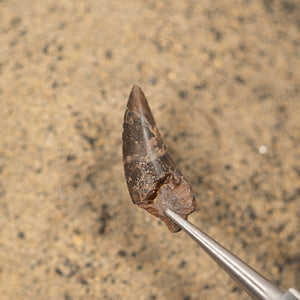 Nanotyrannus Tooth, 24 mm long - Cretaceous Period - 68 to 66 MYA - Montana, USA