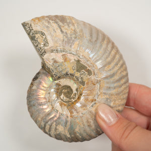 Large Iridescent Ammonite, 10 cm - Cretaceous Period - 100 MYA - Madagascar