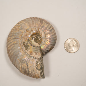 Large Iridescent Ammonite, 10 cm - Cretaceous Period - 100 MYA - Madagascar