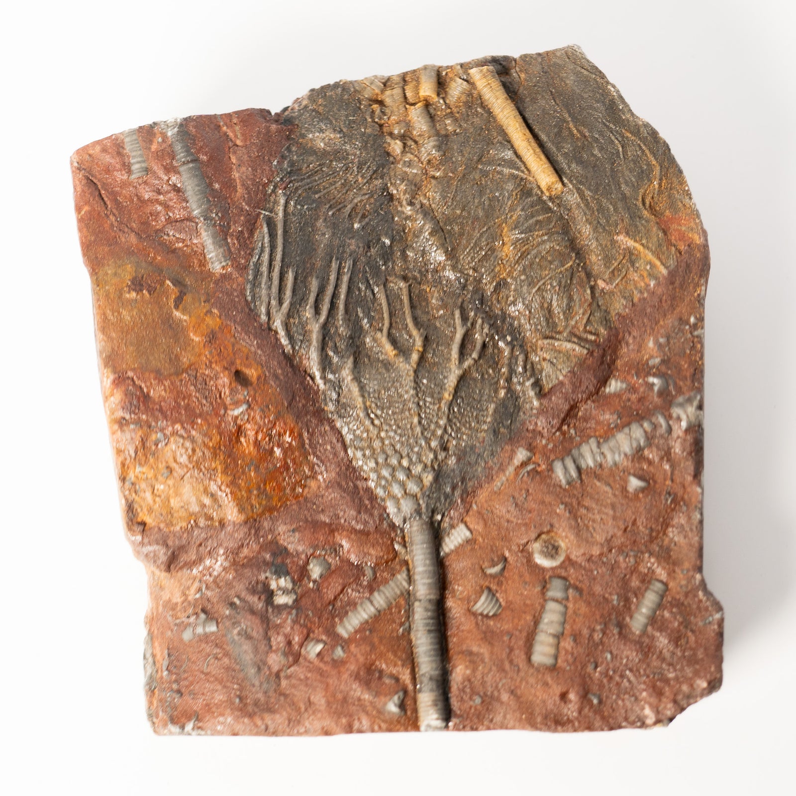 Fossil Crinoid Plate (Scyphocrinites), 5.5 inches - Silurian Period - 423 to 419.2 MYA - Morocco