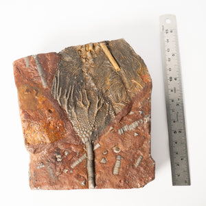 Fossil Crinoid Plate (Scyphocrinites), 5.5 inches - Silurian Period - 423 to 419.2 MYA - Morocco