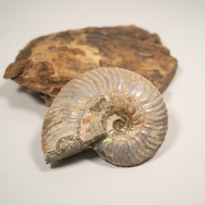 Large Iridescent Ammonite, 10 cm - Cretaceous Period - 100 MYA - Madagascar