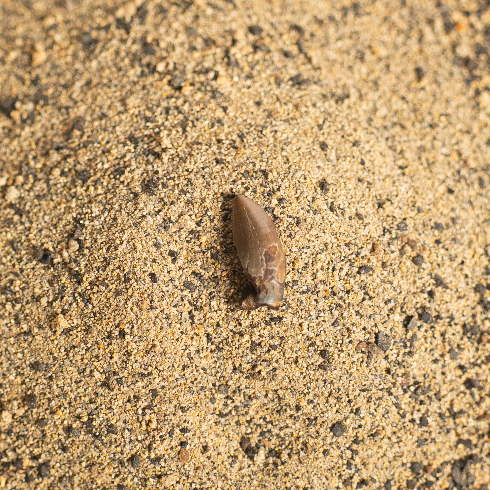 Nanotyrannus Tooth, 13 mm long - Cretaceous Period - 68 to 66 MYA - Montana, USA