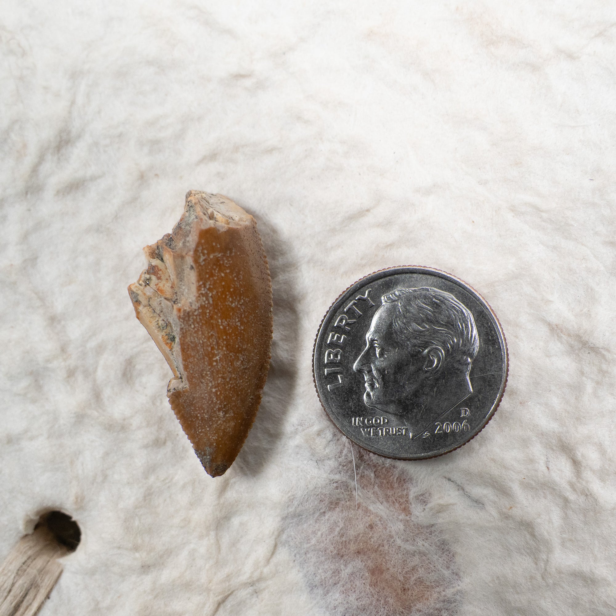 Majungasaurus Tooth 27mm - Cretaceous Period - 70 to 66 MYA - Madagascar