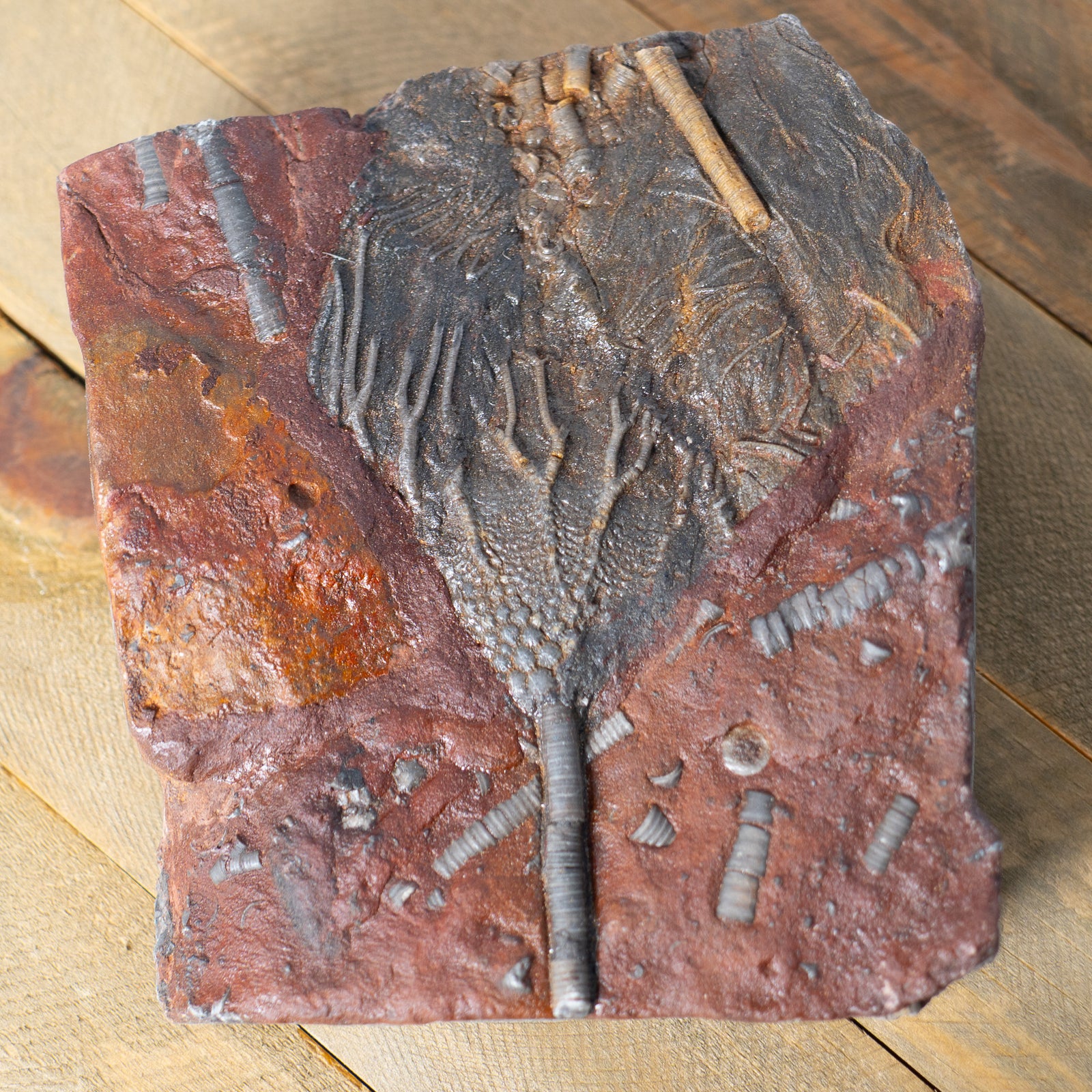 Fossil Crinoid Plate (Scyphocrinites), 5.5 inches - Silurian Period - 423 to 419.2 MYA - Morocco