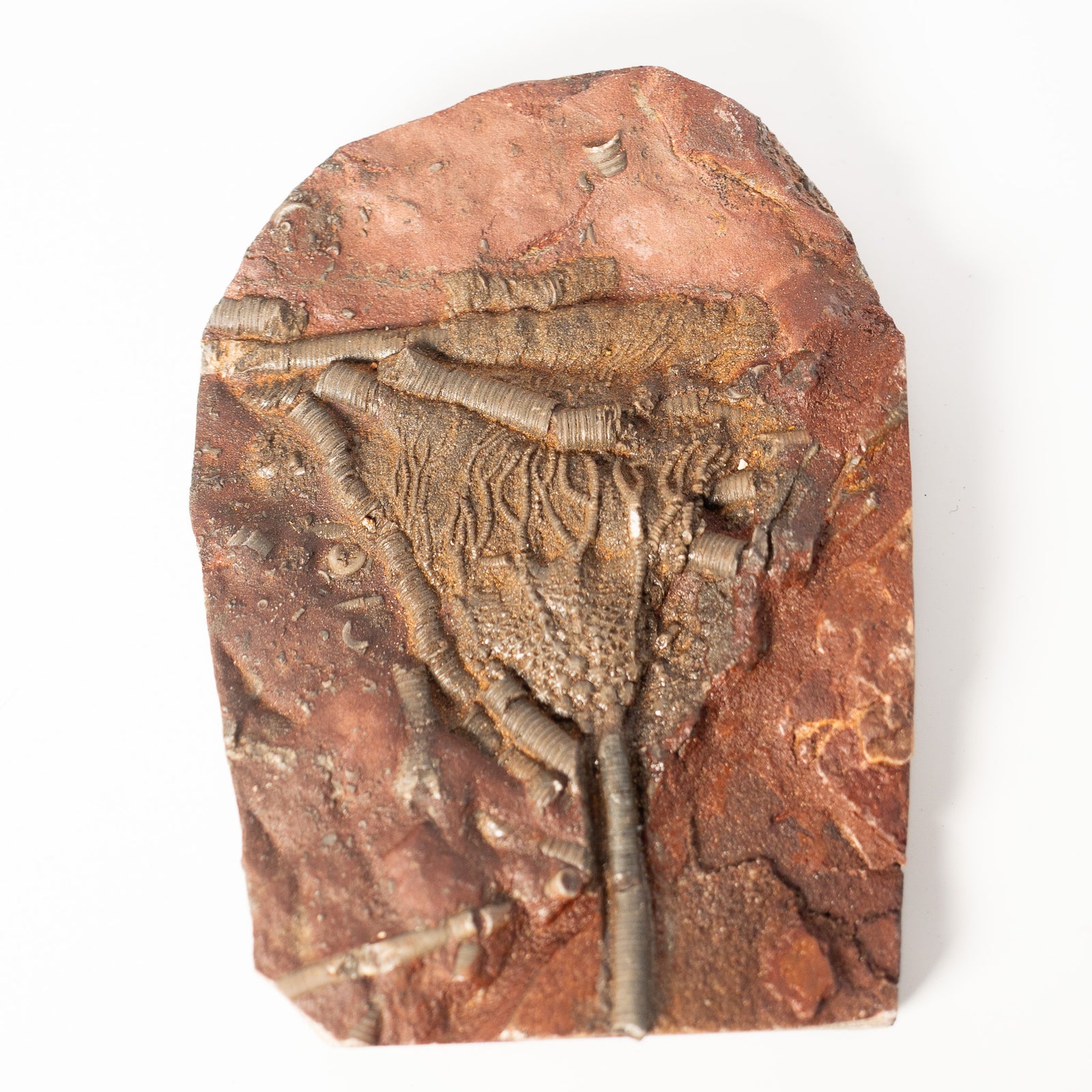 Fossil Crinoid Plate (Scyphocrinites), 5.5 inches - Silurian Period - 423 to 419.2 MYA - Morocco