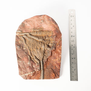 Fossil Crinoid Plate (Scyphocrinites), 5.5 inches - Silurian Period - 423 to 419.2 MYA - Morocco