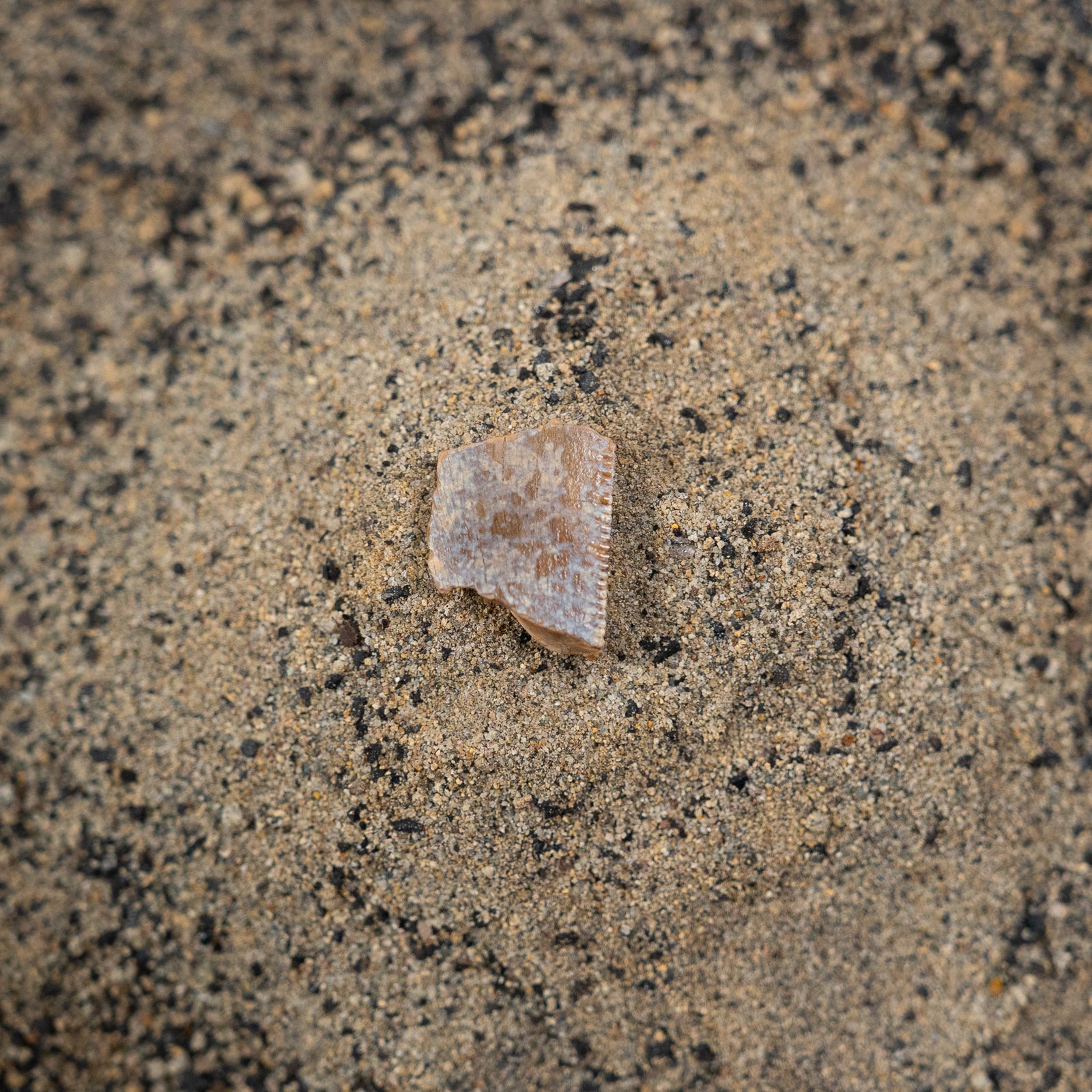 Tyrannosaurus Rex Tooth Fragment - Cretaceous Period - 68 to 66 MYA - Montana, USA