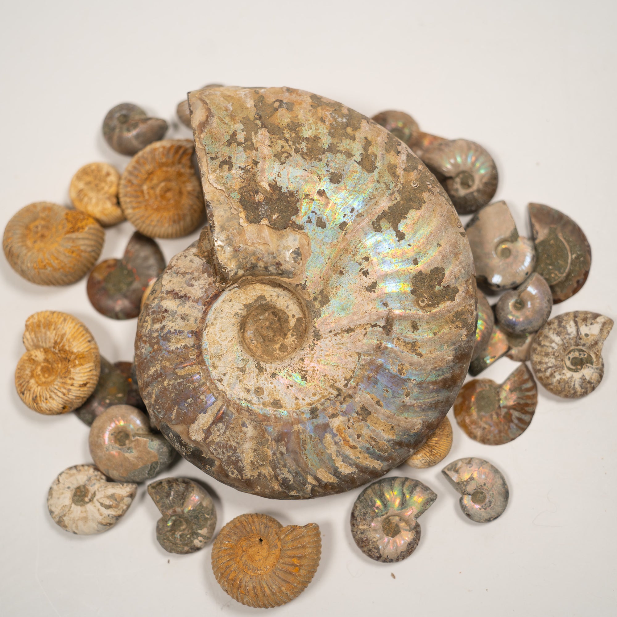 Large Iridescent Ammonite, 10.5 cm- Cretaceous Period - 100 MYA - Madagascar