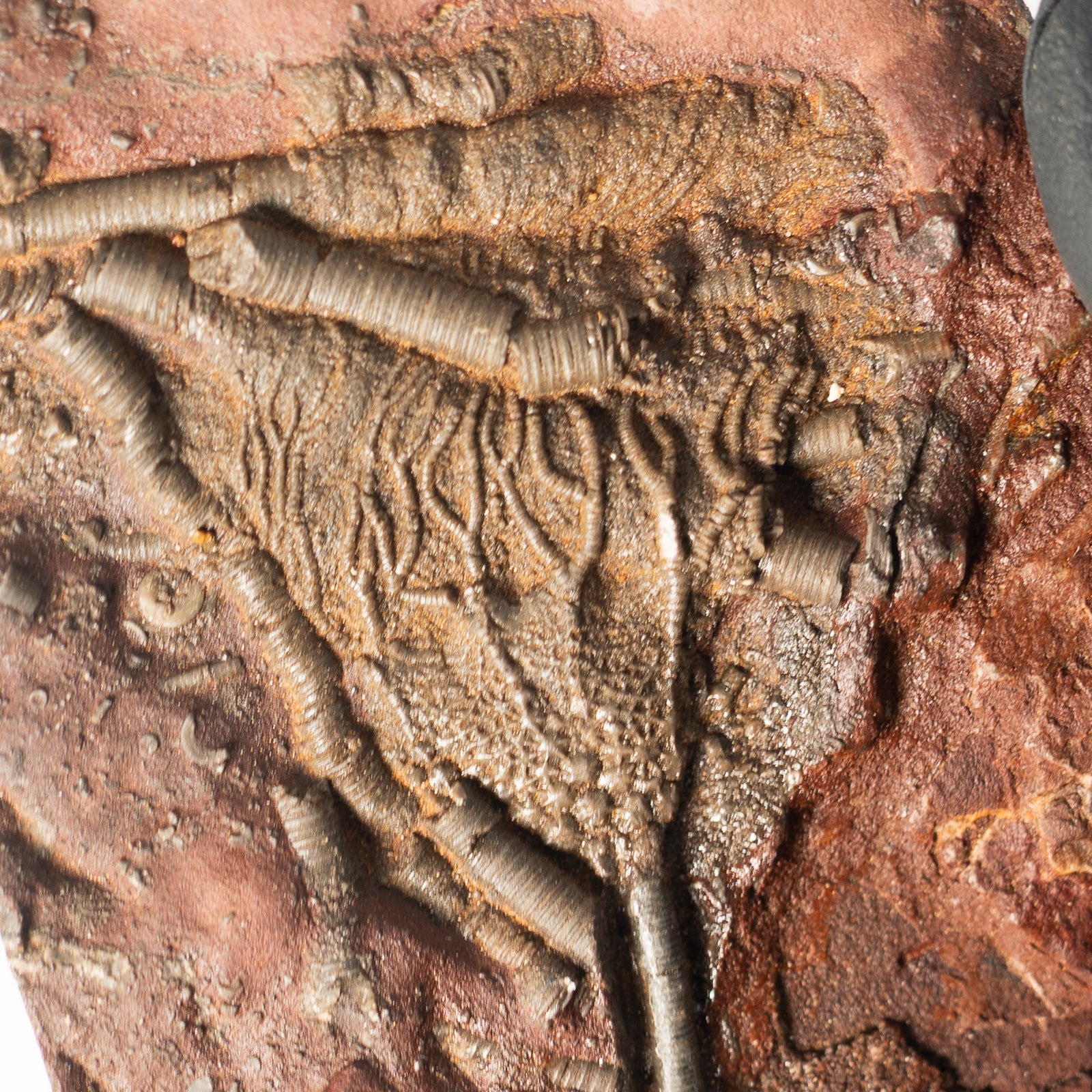 Fossil Crinoid Plate (Scyphocrinites), 5.5 inches - Silurian Period - 423 to 419.2 MYA - Morocco