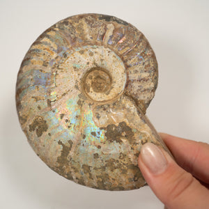 Large Iridescent Ammonite, 10.5 cm- Cretaceous Period - 100 MYA - Madagascar