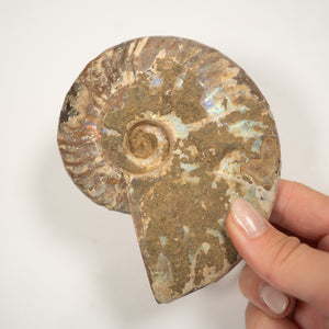 Large Iridescent Ammonite, 10.5 cm- Cretaceous Period - 100 MYA - Madagascar