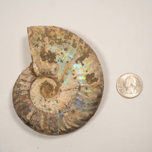 Large Iridescent Ammonite, 10.5 cm- Cretaceous Period - 100 MYA - Madagascar