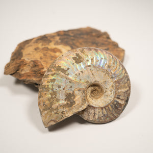 Large Iridescent Ammonite, 10.5 cm- Cretaceous Period - 100 MYA - Madagascar