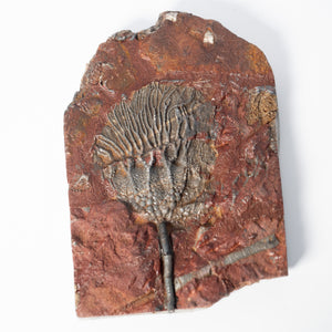 Fossil Crinoid Plate (Scyphocrinites), 6.5 inches - Silurian Period - 423 to 419.2 MYA - Morocco