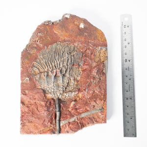 Fossil Crinoid Plate (Scyphocrinites), 6.5 inches - Silurian Period - 423 to 419.2 MYA - Morocco